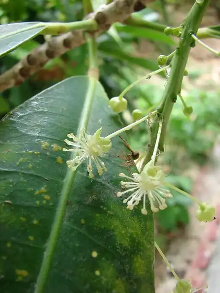 Photo of Codiaeum variegatum (Codiaeum variegatums)