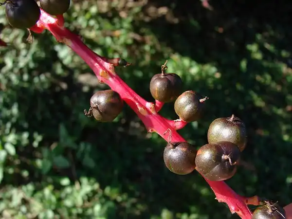 Photo of Codiaeum variegatum (Codiaeum variegatums)