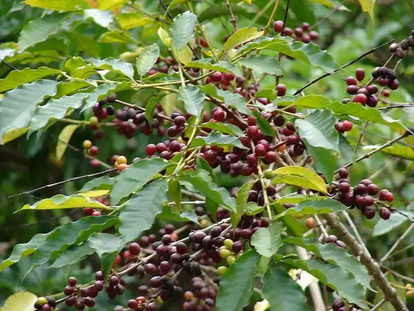 Foto de Coffea arabica (Coffea arabicas)