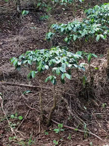 Foto de Coffea arabica (Coffea arabicas)