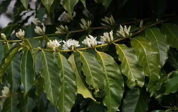 Foto de Coffea arabica - Coffea arabica flowering:tatters