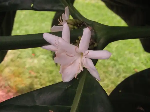 Foto de Coffea arabica - Coffea arabica flower:Malcolm Manners