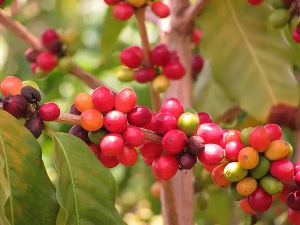 Foto de Coffea arabica - Coffea arabica fruit:Malcolm Manners