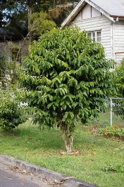 Foto de Coffea arabica - Coffea arabica:tatters
