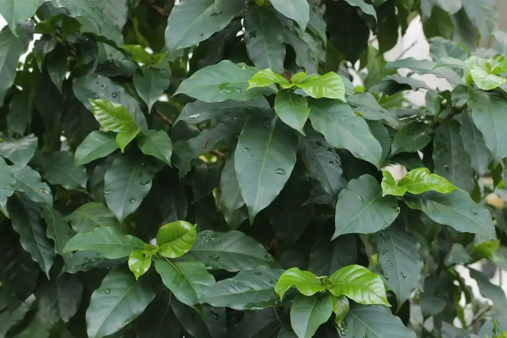 Foto de Coffea arabica - leaves and flowers:Bjorn S