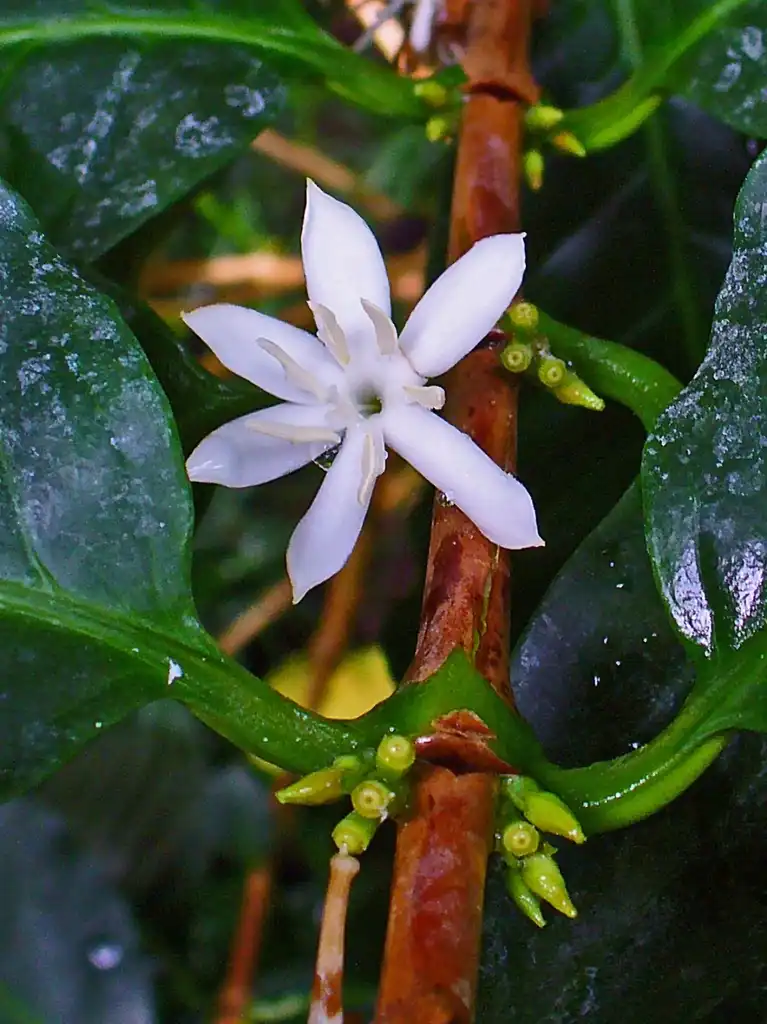 Foto de Coffea arabica - leaves and flower:H. Zell