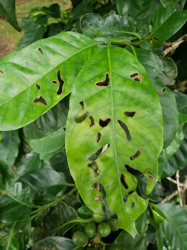 Foto de Coffea arabica - leaves:Scot Nelson