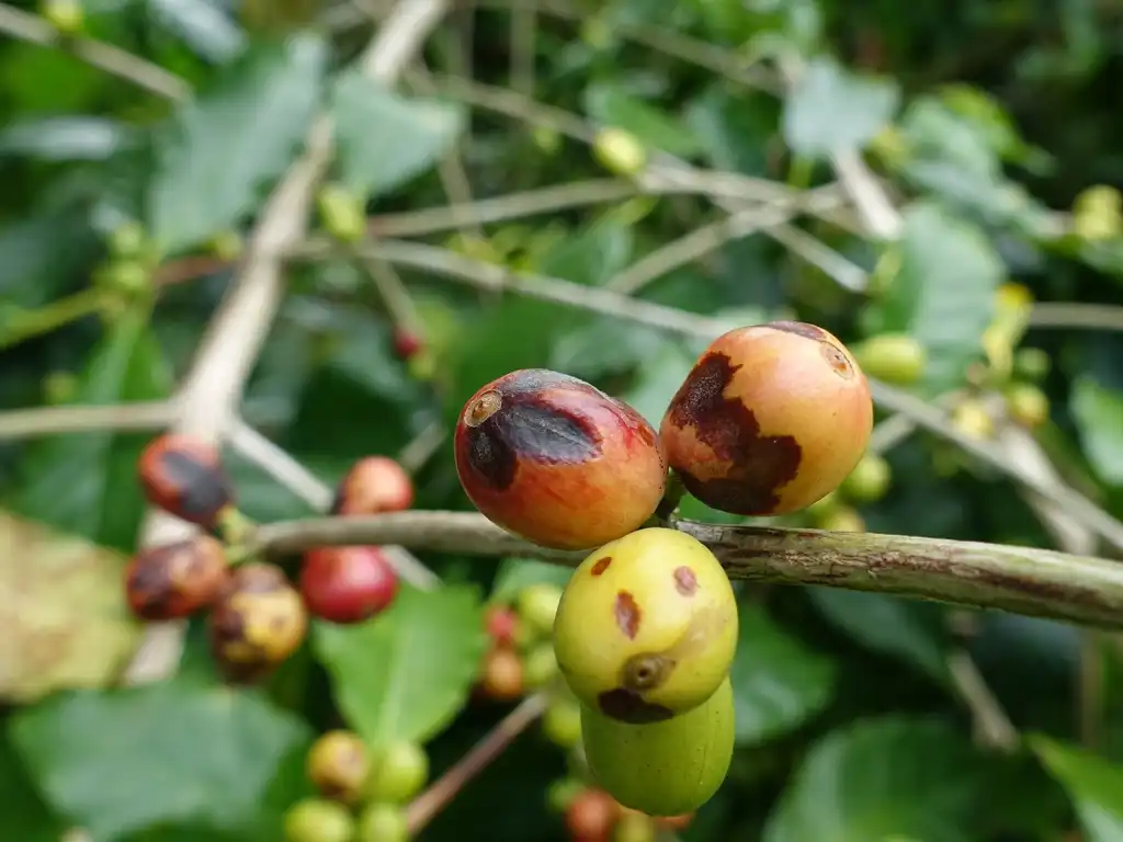 Foto de Coffea arabica - leaves and fruit:Scot Nelson