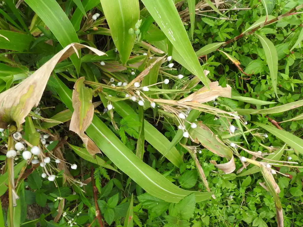 Фото Coix lacryma-jobi (Coix lacryma-jobis)