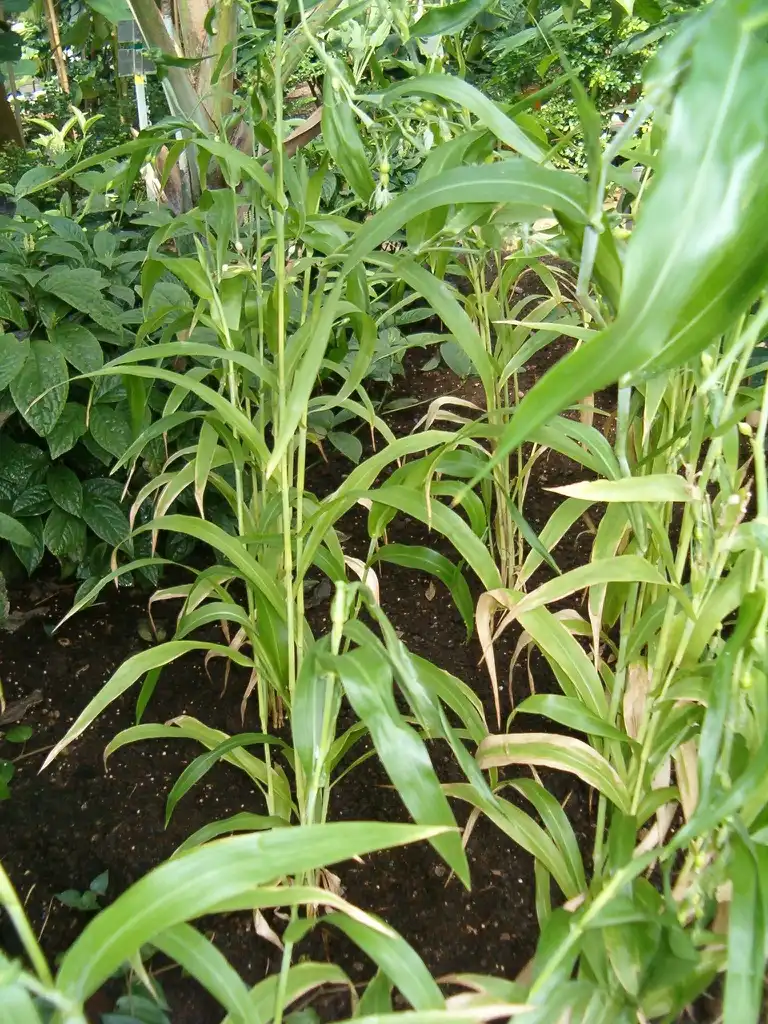 Фото Coix lacryma-jobi (Coix lacryma-jobis)