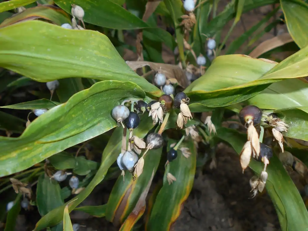 Фото Coix lacryma-jobi - leaves:Salicyna