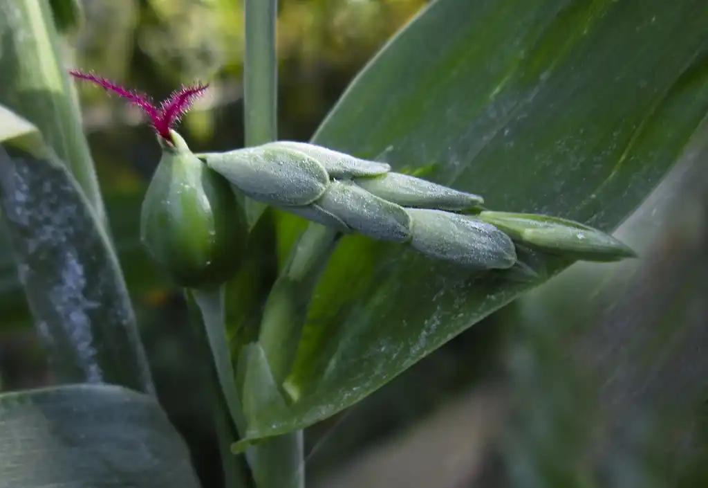 Фото Coix lacryma-jobi - leaves:Vanessa Salustriany