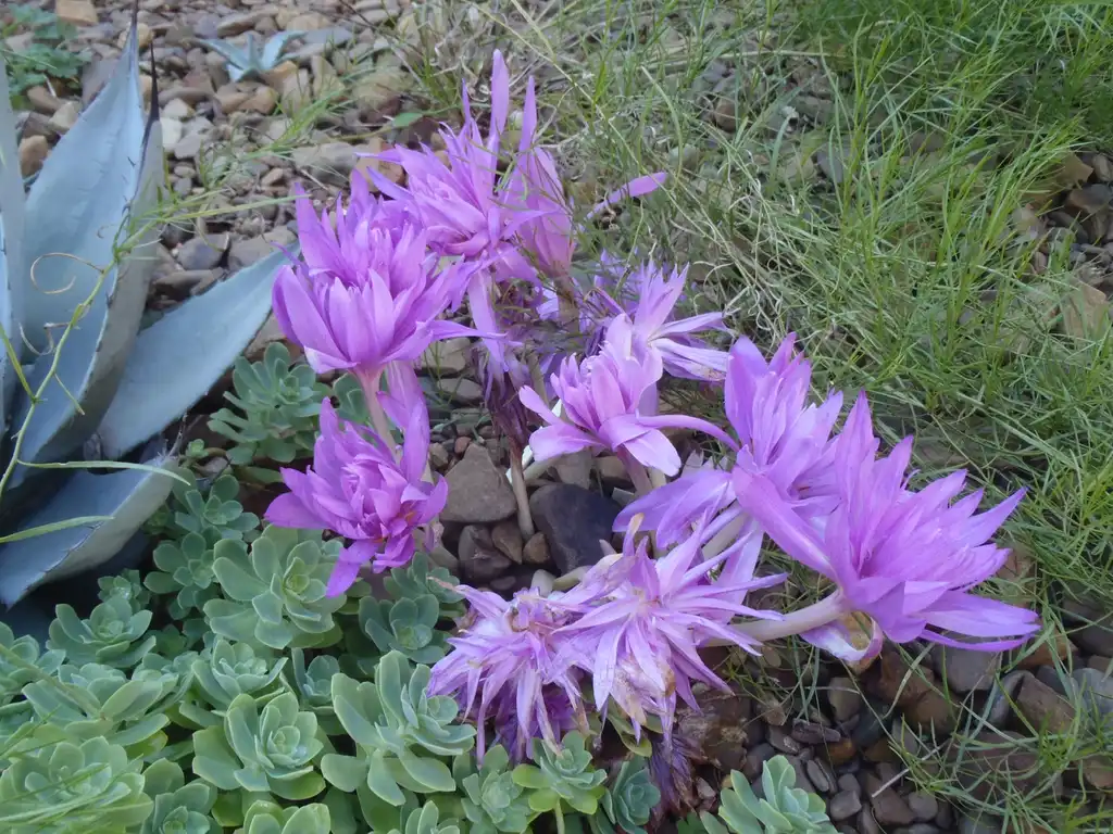 Foto de Colchicum autumnale (Colchicum autumnales)