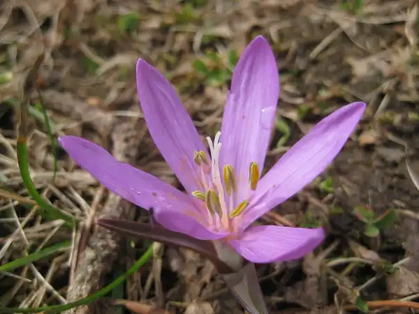 Foto de Colchicum bulbocodium (Colchicum bulbocodiums)