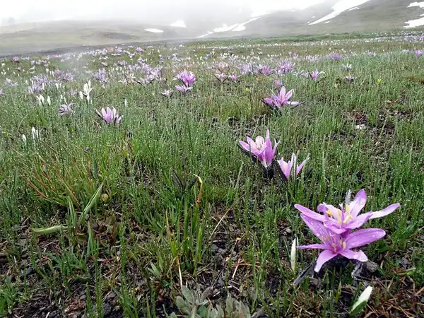 Foto de Colchicum bulbocodium (Colchicum bulbocodiums)