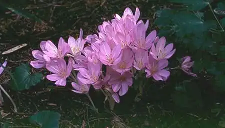 Фото Colchicum (Colchicums)