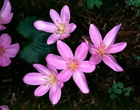 Фото Colchicum (Colchicums)
