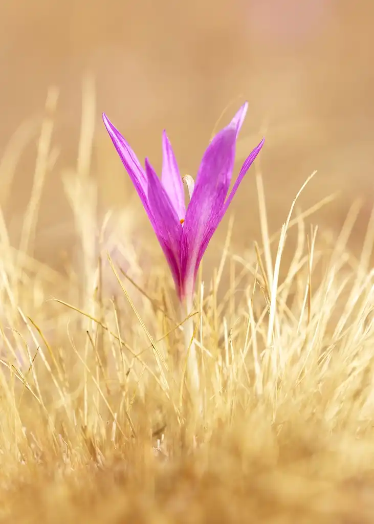Фото Colchicum - Colchicum neapolitanum flower:Chralie Jackson