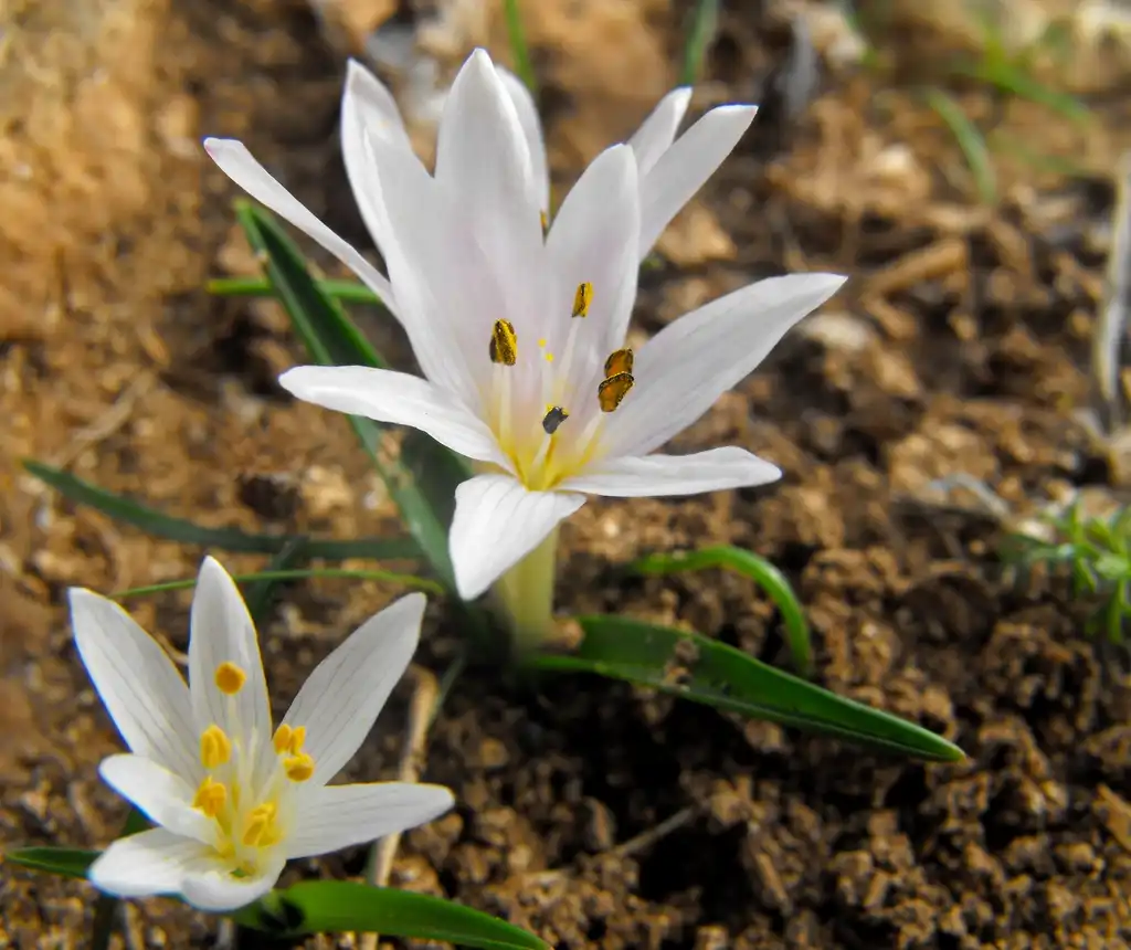 Фото Colchicum - Colchicum cupani Leaves and Flowers:Jeffrey Sciberras