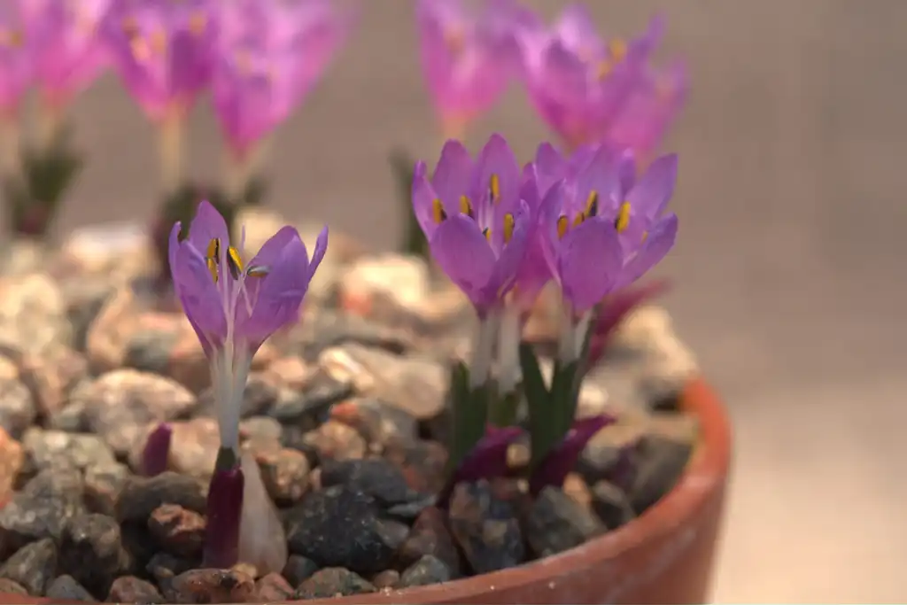 Фото Colchicum - Colchicum figlalii Flowers and Leaves:Averater