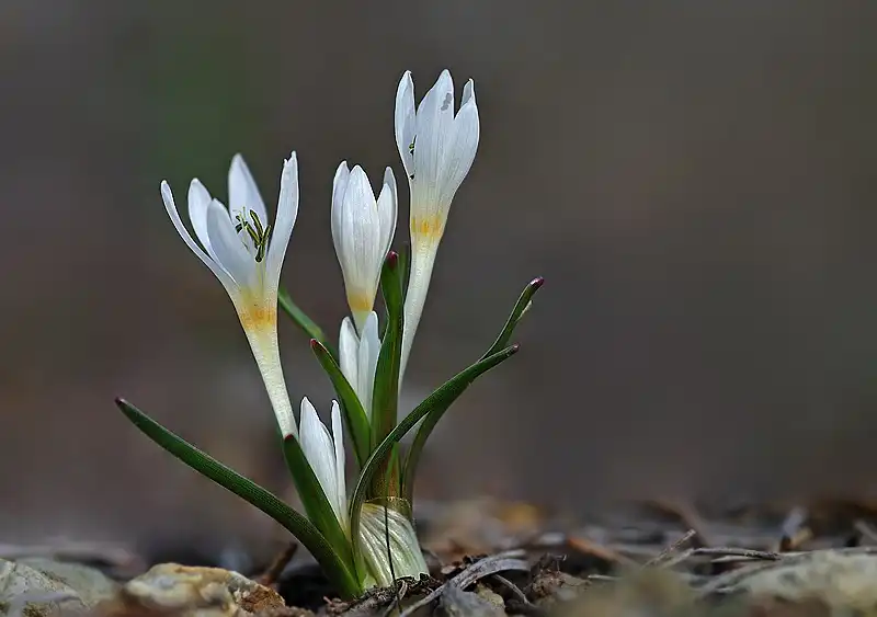 Фото Colchicum - Colchicum serpentinum Flowers and Leaves:Zeynel Cebeci