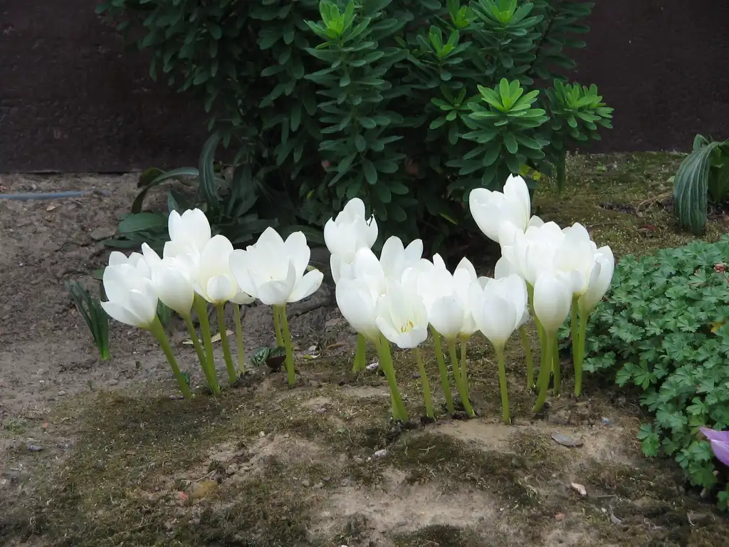 Фото Colchicum - Colchicum speciosum Flowers and Leaves:Meneerke bloem