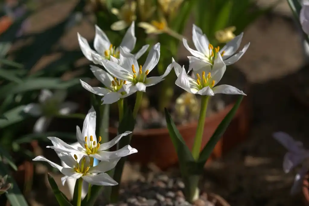 Фото Colchicum - Colchicum szovitsii flowers and leaves:Averater