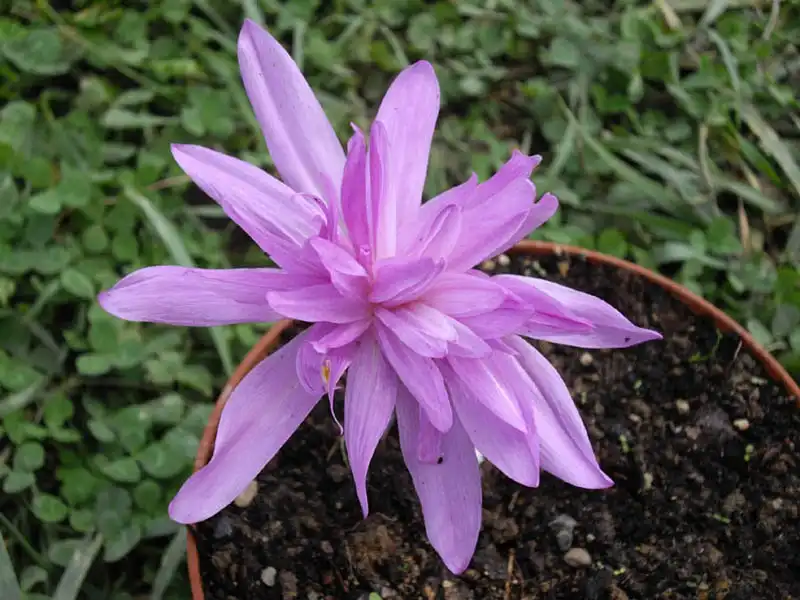 Фото Colchicum - Colchicum Waterlily' leaves and flowers:Ghislain118