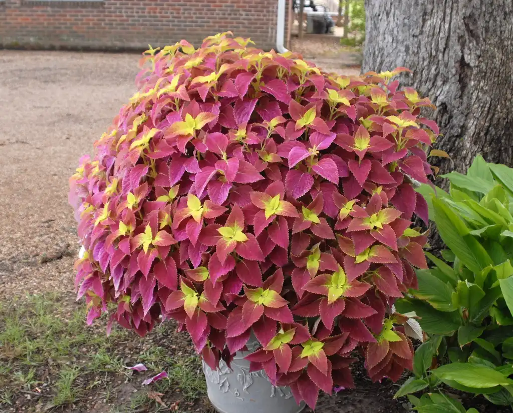 Photo of Coleus scutellarioides (Coleus scutellarioidess)