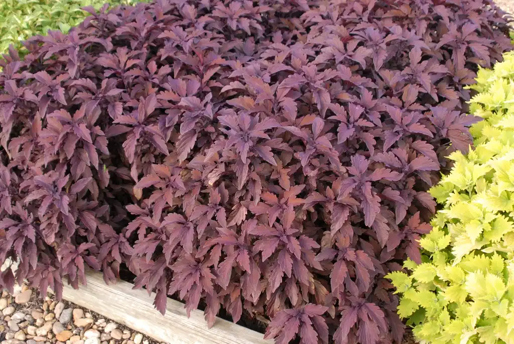 Photo of Coleus scutellarioides (Coleus scutellarioidess)
