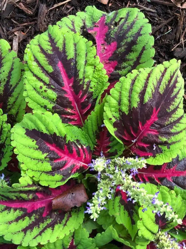 Photo of Coleus scutellarioides - Bloom (Wake County,NC):Cathy Dewitt