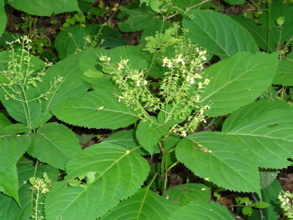 Фото Collinsonia canadensis (Collinsonia canadensiss)