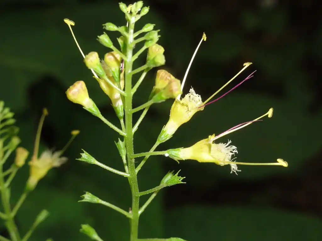 Фото Collinsonia canadensis (Collinsonia canadensiss)