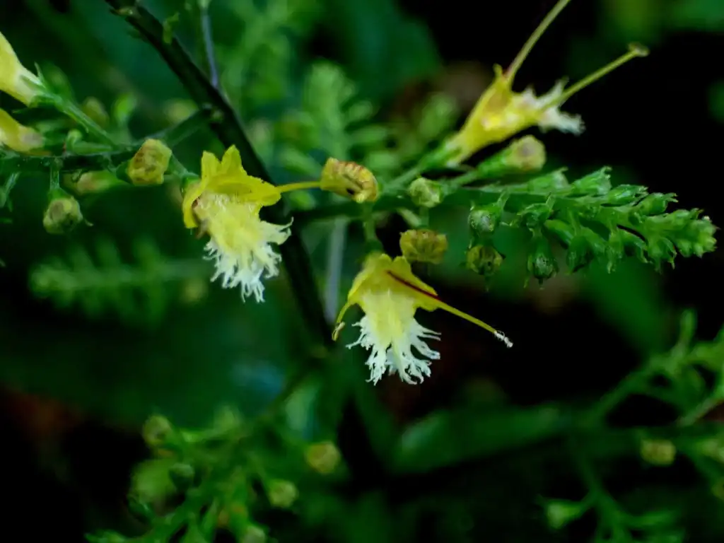 Фото Collinsonia canadensis - Close up of flower:Mel Kelley