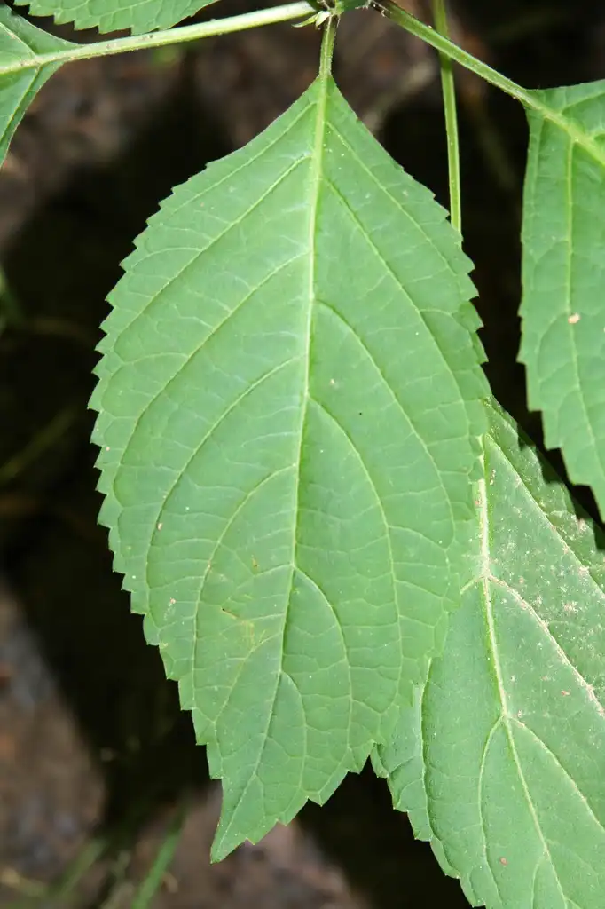 Фото Collinsonia canadensis - Leaf closeup:R. A. Nonenmacher