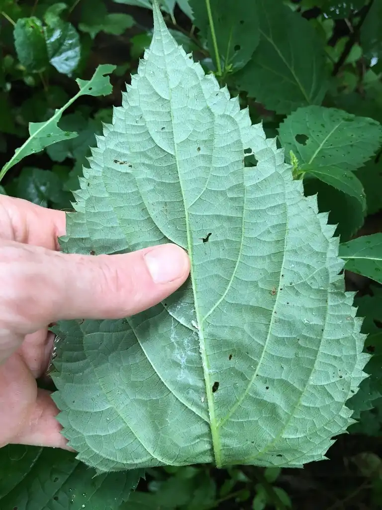 Фото Collinsonia canadensis - Underside of leaf:Bert Harris