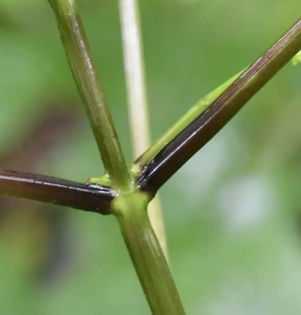 Фото Collinsonia canadensis - Stem:Randy Bodkins