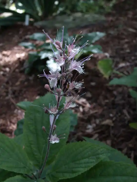 Фото Collinsonia verticillata (Collinsonia verticillatas)