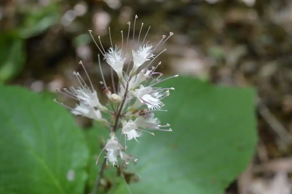 Фото Collinsonia verticillata - Close up of flower:Celeste Ray