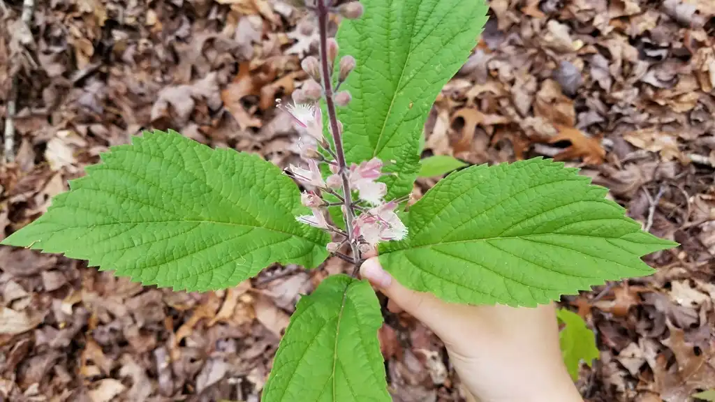 Фото Collinsonia verticillata - Leaves:Selu Adams