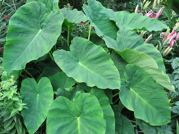 Photo of Colocasia esculenta (Colocasia esculentas)