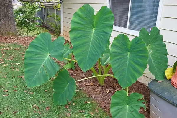 Photo of Colocasia esculenta (Colocasia esculentas)