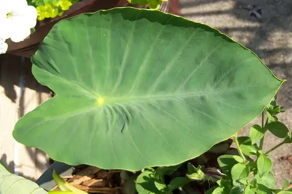 Photo of Colocasia esculenta - :bigisbetter