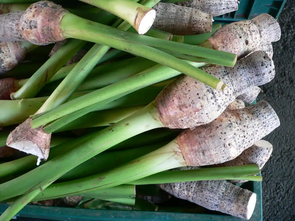 Photo of Colocasia esculenta - Colocasia esculenta:David Monnaiux