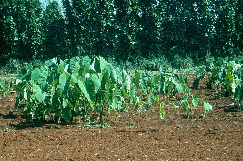 Photo of Colocasia - Colocasia spp.:Scott Nelson