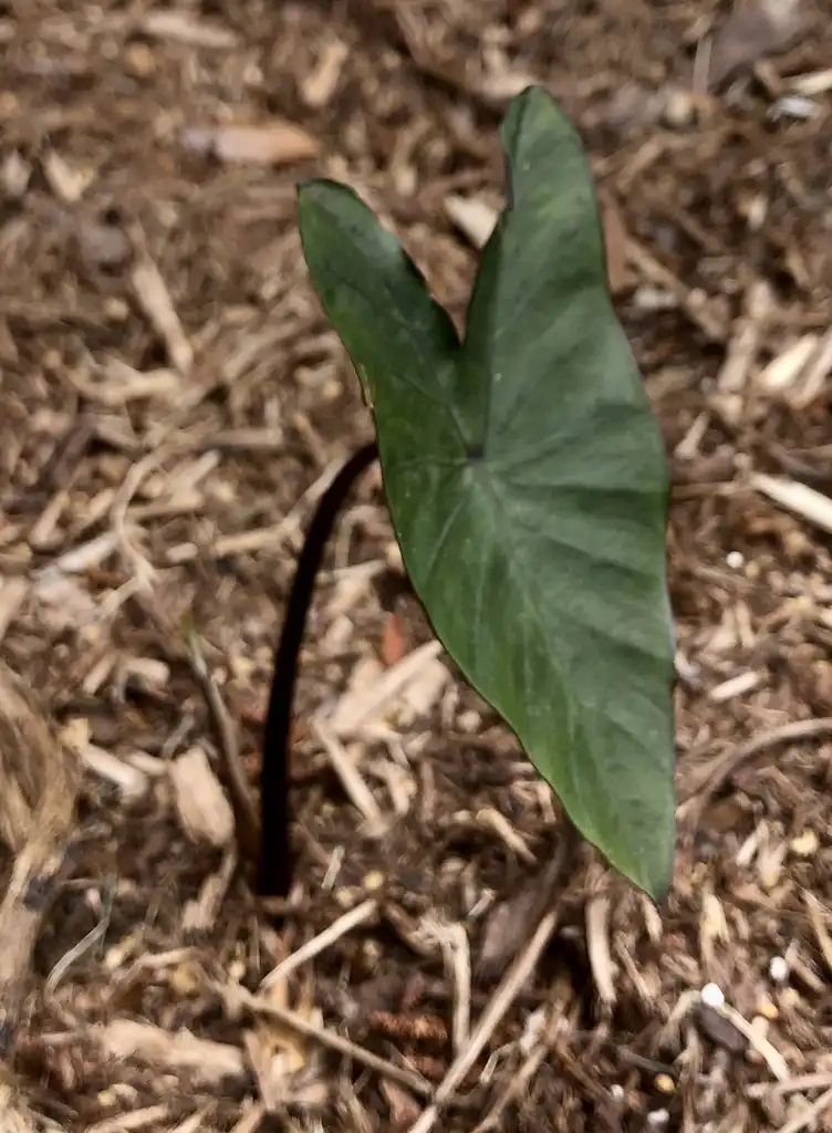 Photo of Colocasia - Emerging Plant (Wake County,NC)-Spring:Cathy Dewitt