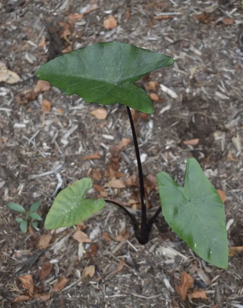Photo of Colocasia - Leaves Close-Up (Wake County,NC):Cathy Dewitt