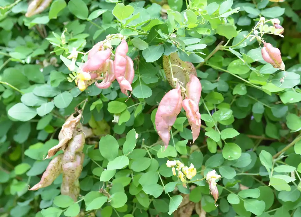 Foto de Colutea arborescens (Colutea arborescenss)