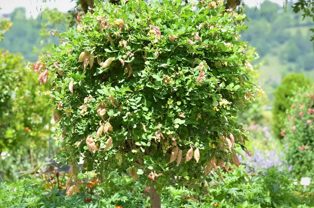 Foto de Colutea arborescens (Colutea arborescenss)
