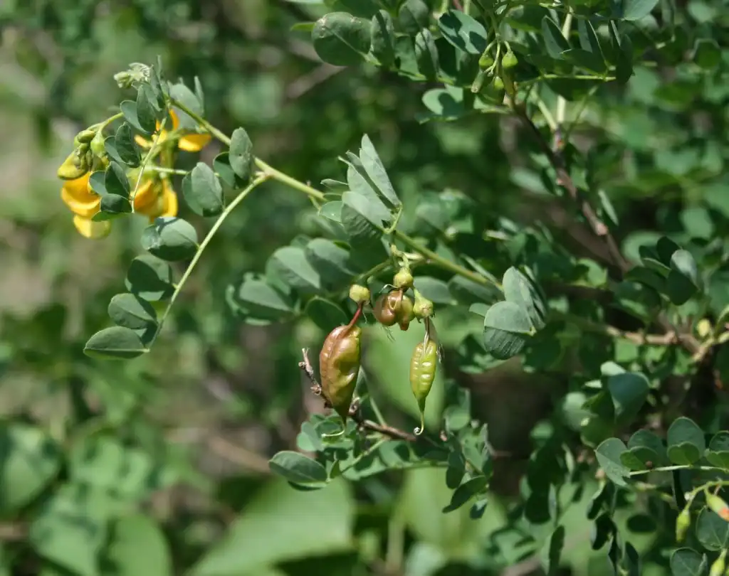 Foto de Colutea arborescens - Colutea arborescens:Franz Xaver